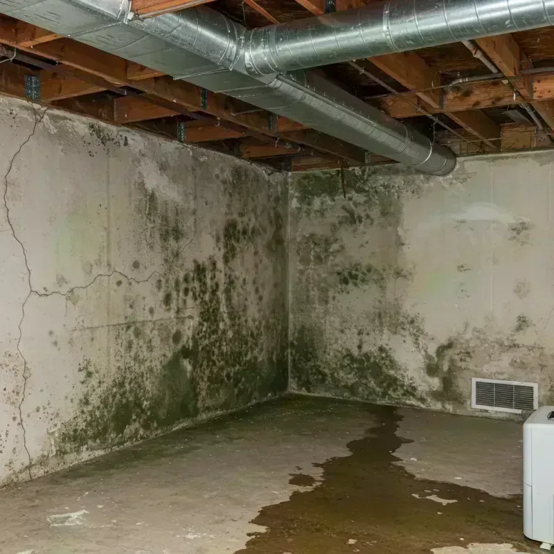 Professional Mold Removal in Randolph County, IL